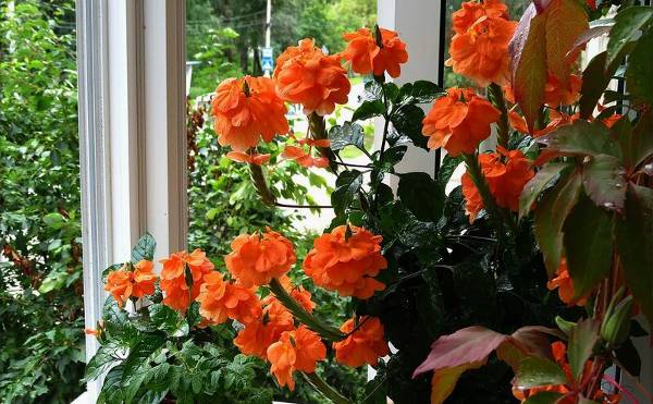 Выращиваем цветок-фейерверк: уход за кроссандрой в домашних условиях