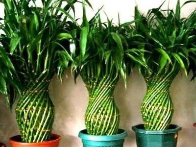 Как вырастить бамбук в открытом грунте и дома? полезные советы - sadovnikam.ru