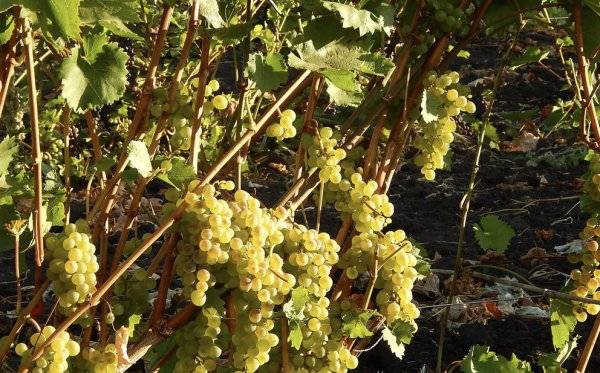 Виноград бианка: характеристика и описание сорта, посадка и уход