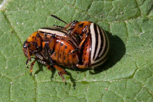 Колорадский жук, борьба народными средствами. как избавиться от колорадского жука
