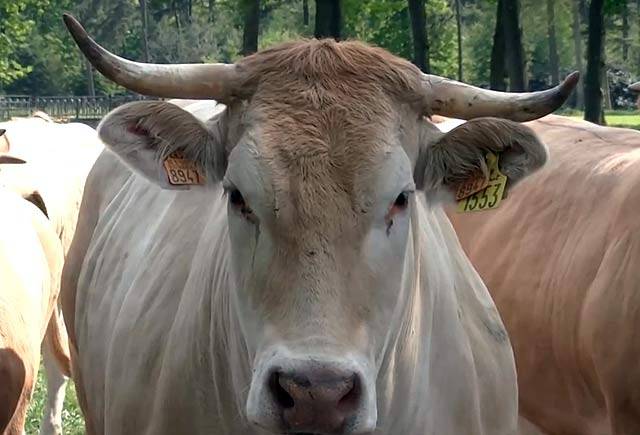 Жвачка коровы: что это такое и что делать, если корова не жуёт