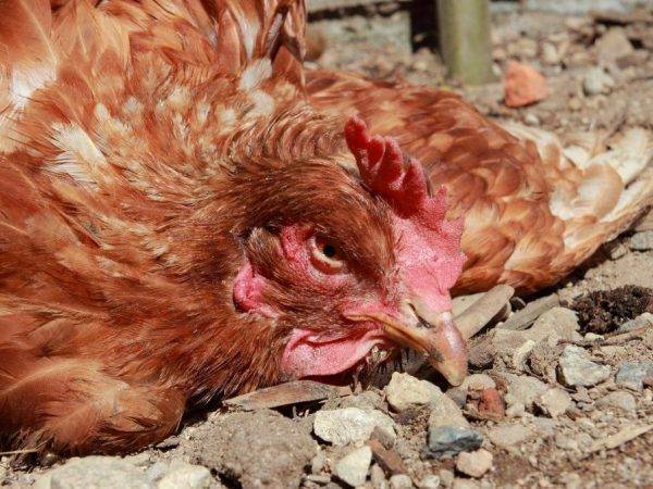 Выявление и лечение пуллороза цыплят и кур
