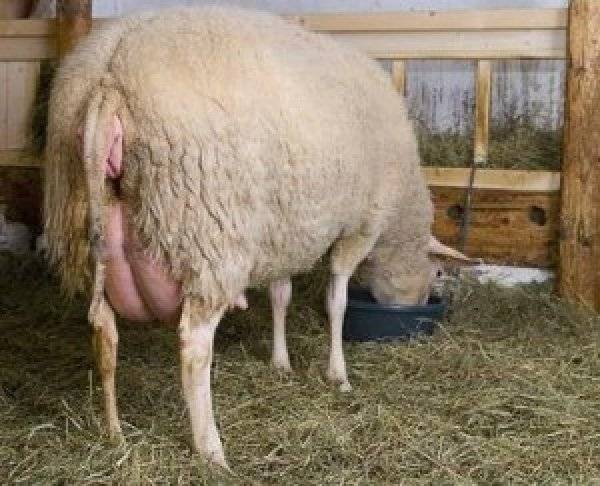 Все о беременности у овцы. окот животного