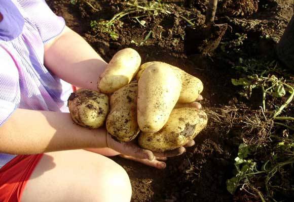 Болезни картофеля с фото и способы лечения