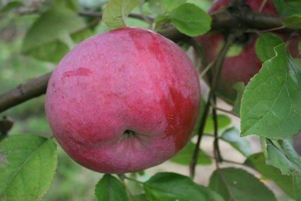 Яблоня брянская золотистая: описание сорта и его фото, характеристики и особенности выращивания