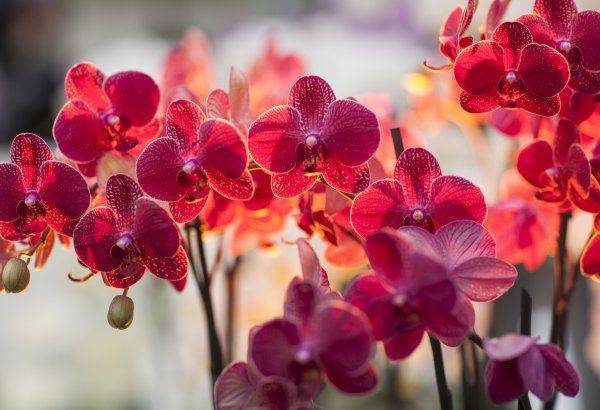 Орхидеи любят свет или тень - лучший огород