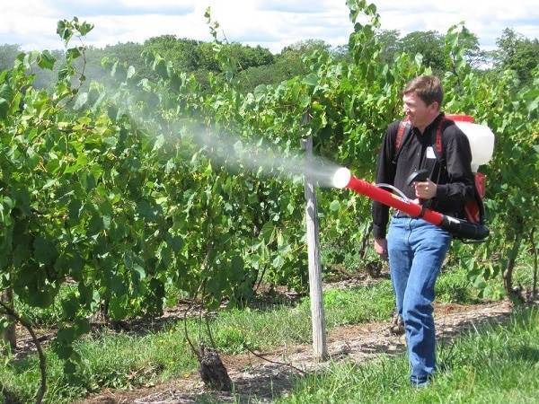 Обработка винограда весной от болезней и вредителей: основные мероприятия и эффективные средства