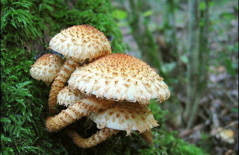 Опята королевские или чешуйчатка золотистая - грибы собираем