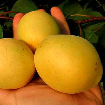Абрикос шалах: описание и характеристика сорта ананасного и цурупинского с фото