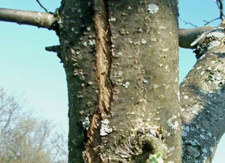 Как лечить морозобоины на деревьях: чем заделать трещины