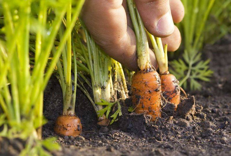 Посадка моркови весной 2019 в открытый грунт семенами: подготовка и посев |