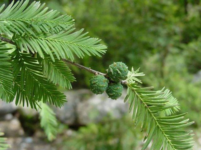 Кипарис (36 фото): что это такое? как ухаживать за деревом? описание кипариса вечнозеленого и других видов. где он растет и как выглядит?