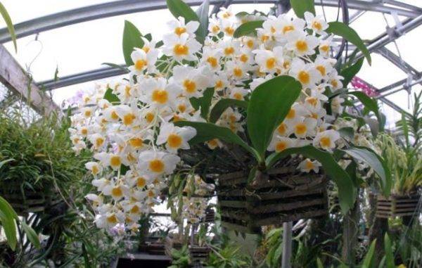 Роскошный вид комнатных растений орхидея дендробиум: уход в домашних условиях, оптимальные условиях содержания