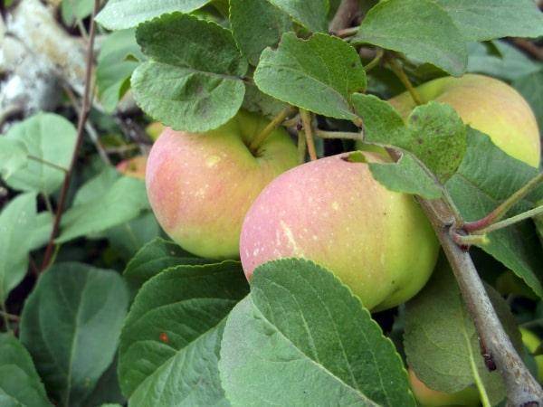 Яблоня в подарок садоводам: описание, фото, отзывы﻿