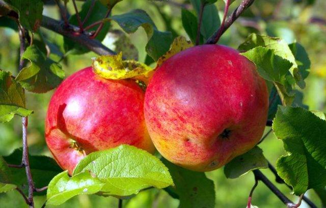 Сортовая характеристика яблони Хоней Крисп