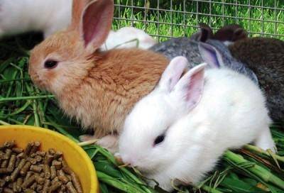 Кормление кроликов зимой: правильный выбор корма