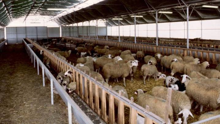 Кормление баранов на мясо – что едят и чем кормить 2021