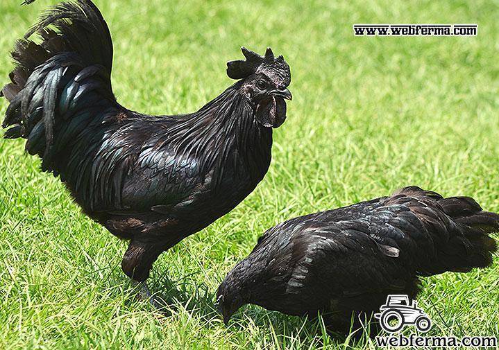 Породы черных кур: описание и фото