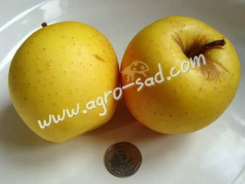 Яблоки голден делишес - описание сорта яблони