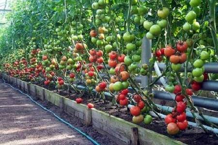Как выращивать помидоры в теплицах: детальная инструкция
