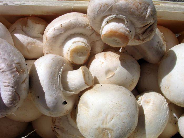Какую роль в экосистеме играют грибы? значение грибов в природе