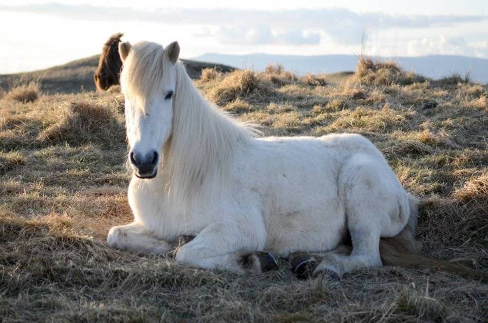 Голландская теплокровная лошадь: краткое описание, краткая характеристика, история возникновения породы