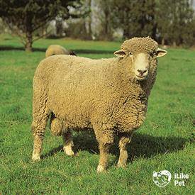 Порода овец советский меринос, тонкорунная ставропольская овца