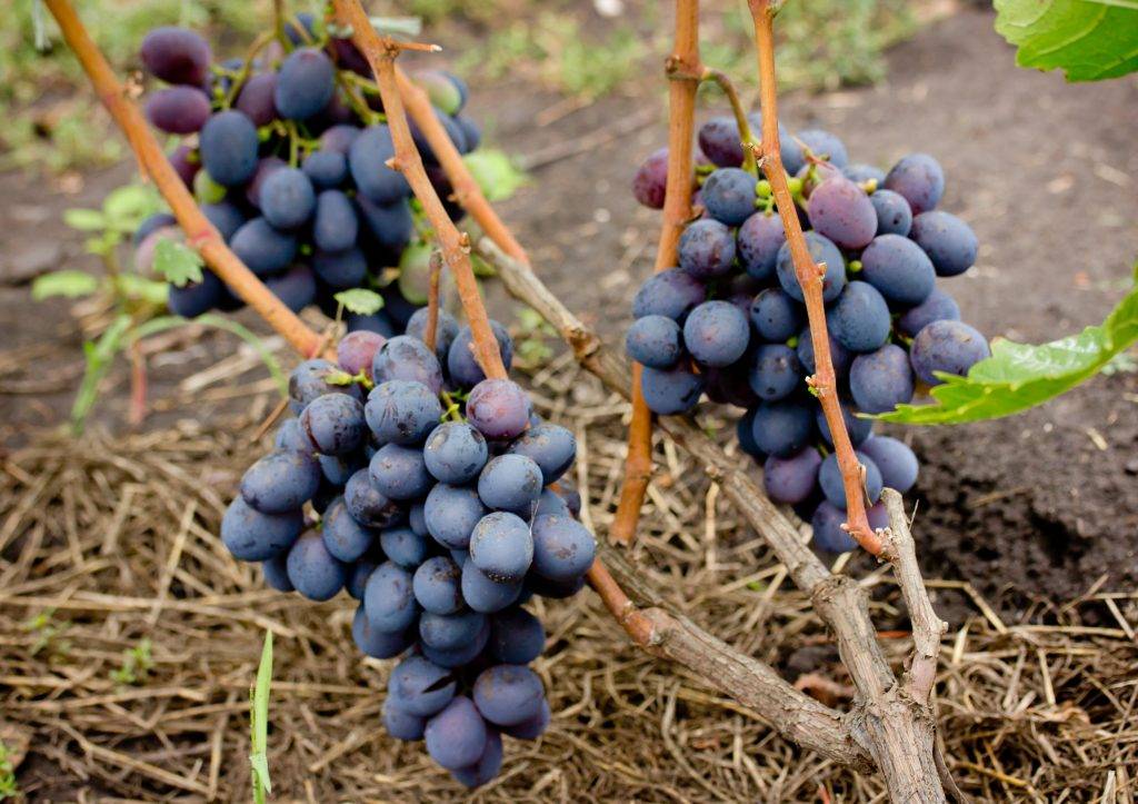 Виноград одесский сувенир: что нужно знать о нем, описание сорта, отзывы