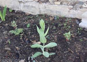 Лизантус или эустома многолетняя: посадка и уход фото, выращивание из семян на урале, лизантус размножение корнем