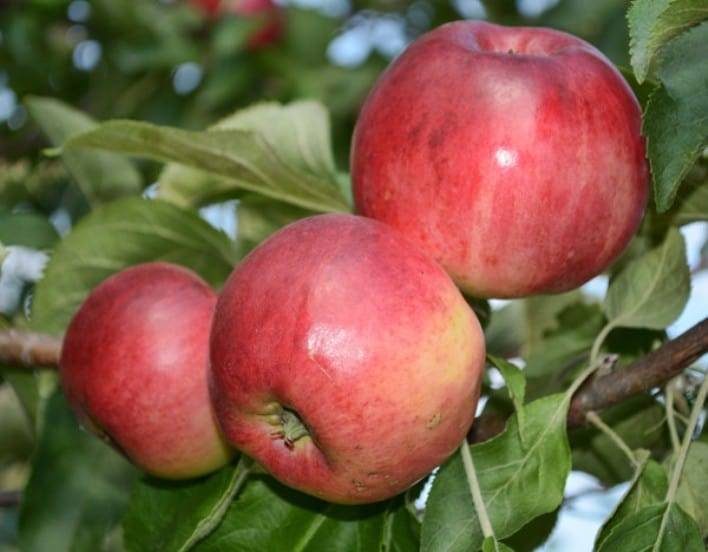 Сорт яблони орловим: описание, фото