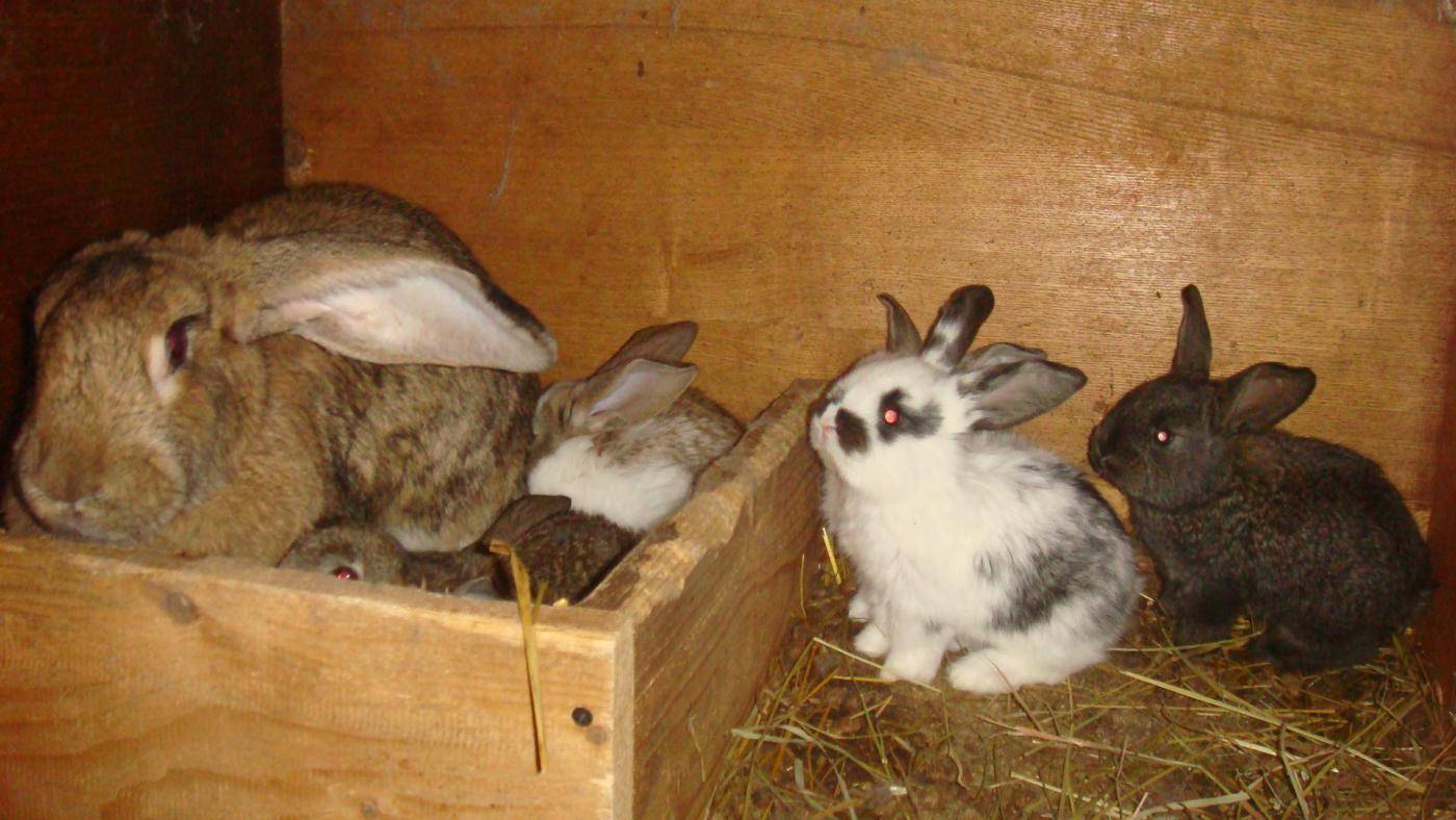 Как протекает беременность кроликов