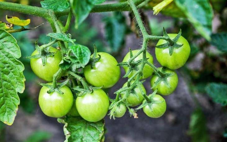 Чем подкормить рассаду помидоров: эффективные удобрения, сроки, схемы, после всходов, до и после пикировки