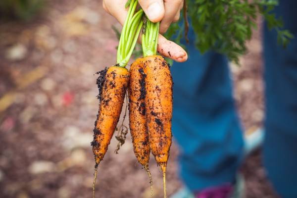 Посадка моркови семенами: при какой температуре, правильный, быстрый посев в открытый грунт, чтобы получить хороший урожай на грядке, удачные советы, лучшие хитрости русский фермер