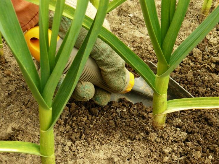 ✅ подкормка озимого чеснока весной: лучшие средства для удобрения, чем подкормить чеснок и как удобрять