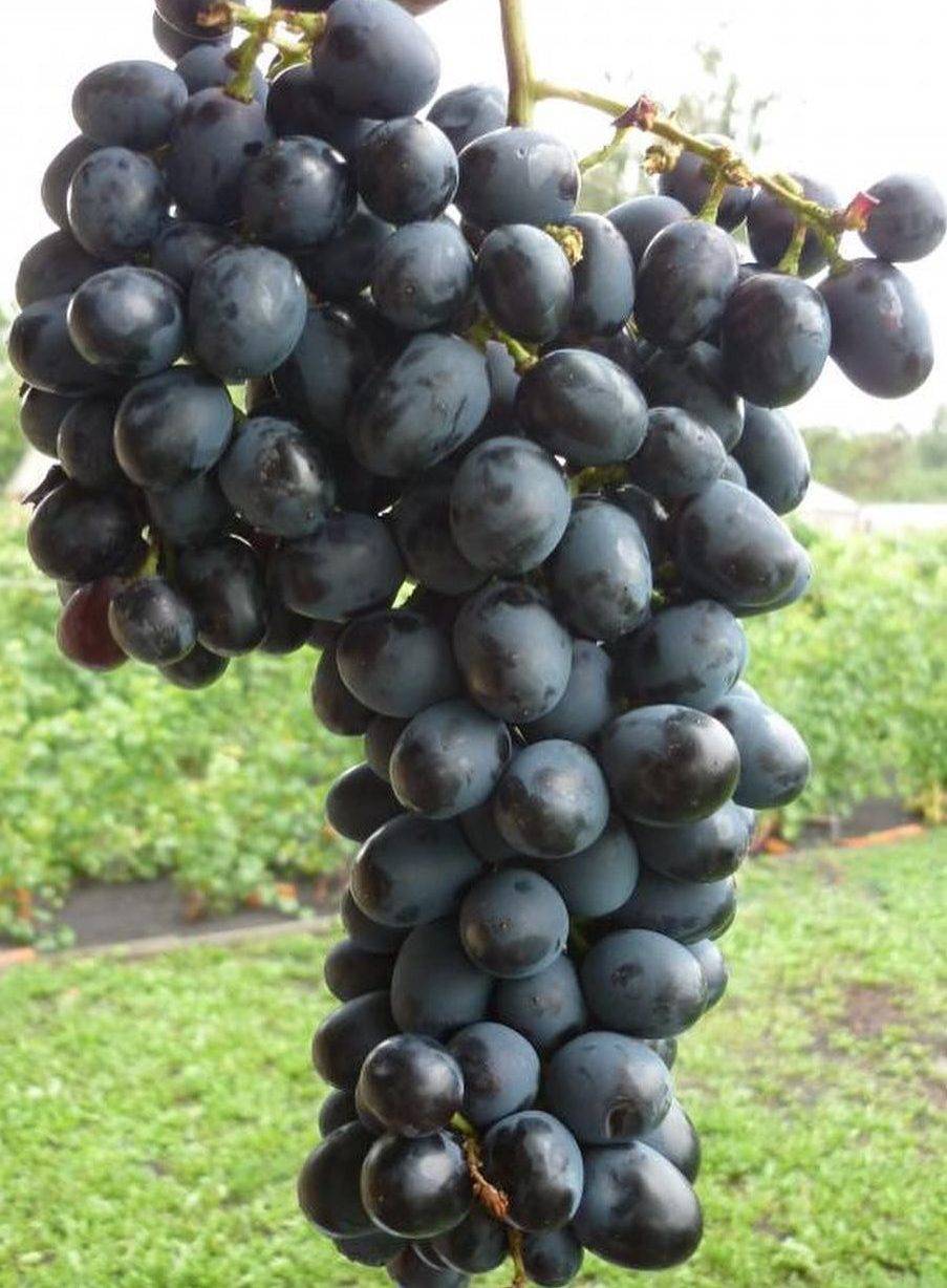Описание винограда сорта сицилия