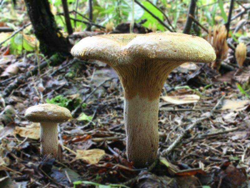 Грибы беларуси в картинках. виды и названия грибов с картинками | дачная жизнь