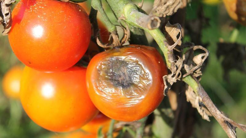 Почему чернеют помидоры на кусте, что делать и как бороться?