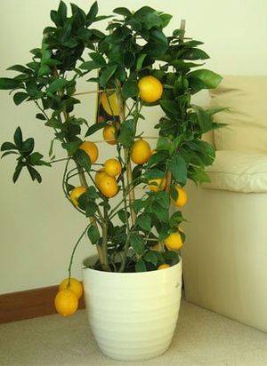 ᐉ как и когда прививать лимон в домашних условиях - godacha.ru