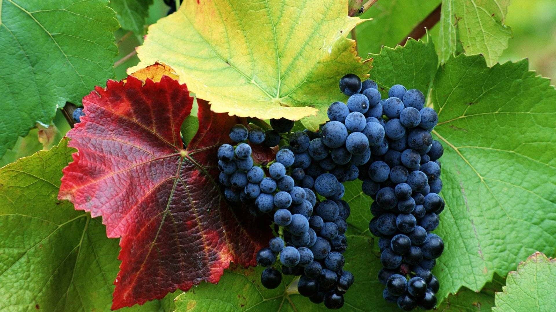 Описание сорта винограда "кишмиш потапенко черный ": особенности ухода