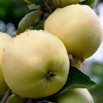 Лучшие сорта яблони для урала: фото, отзывы, описание