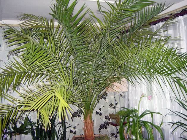 Финиковая пальма из косточки в домашних условиях