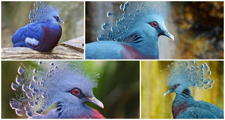 Венценосный голубь: описание, разновидности, фото, где обитает, чем питается