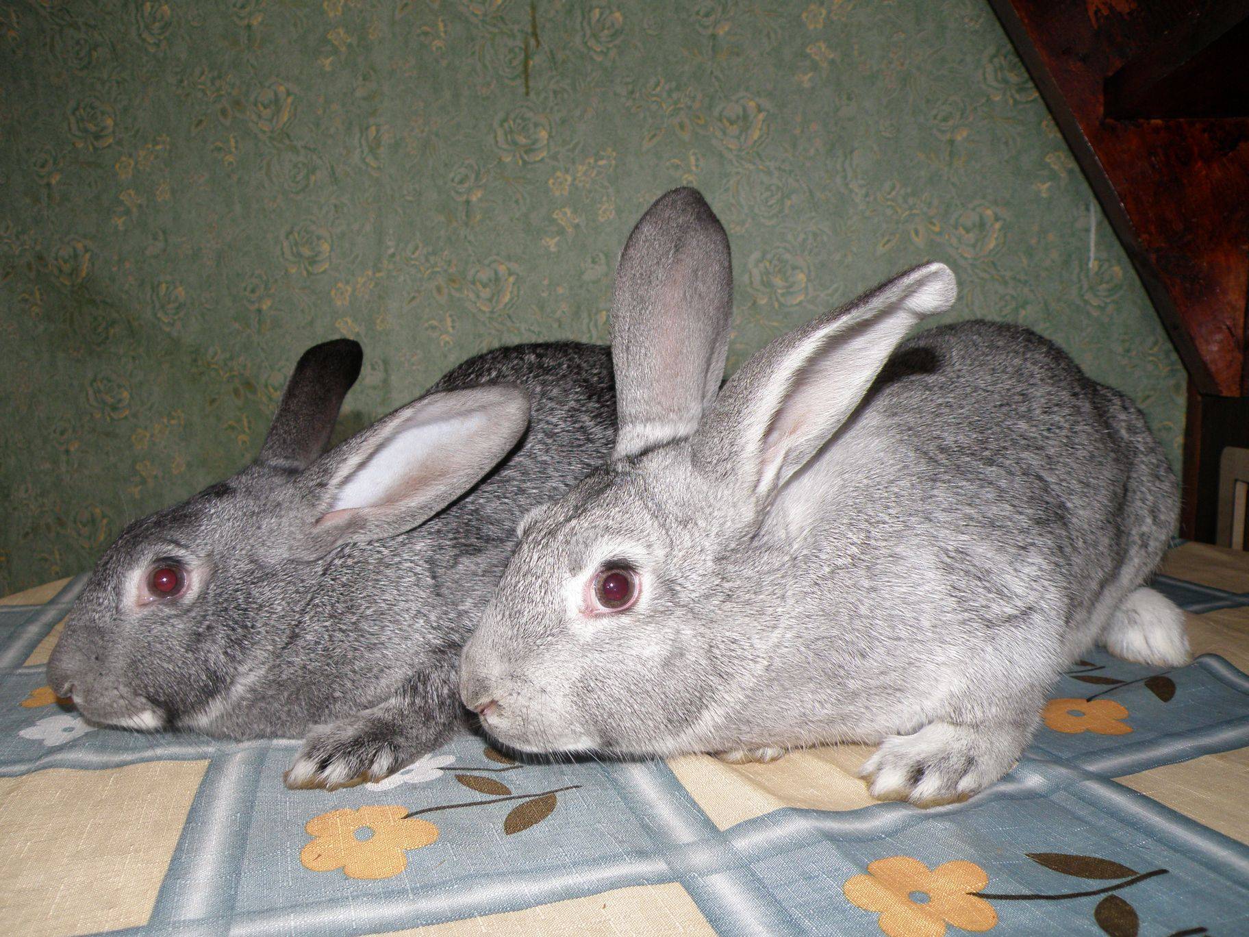 Шиншилловые кролики: особенности породы и секреты разведения