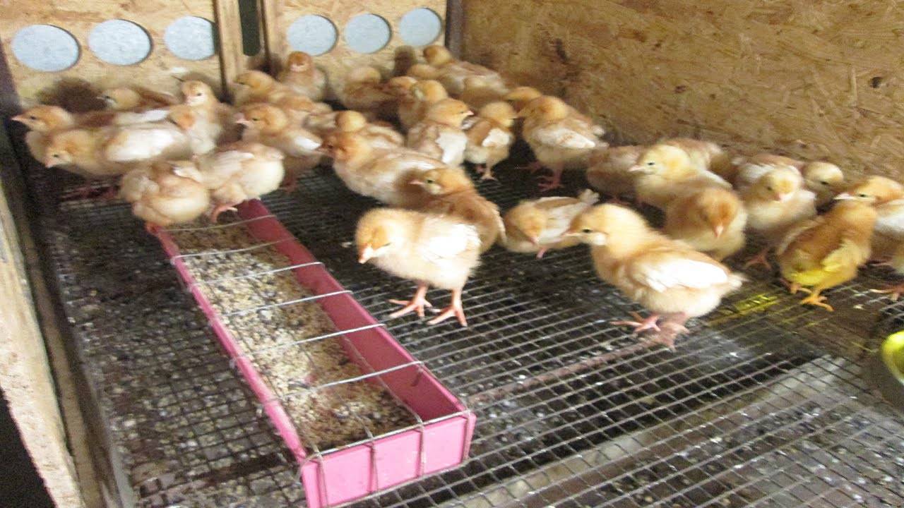 Чем надо кормить цыплят с первых дней жизни