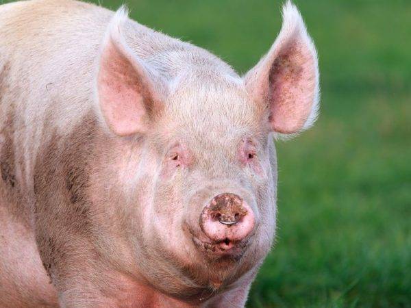 Породы белых свиней (37 фото): характеристика больших русских и украинских степных, литовских и сибирских поросят. описание свиней других пород