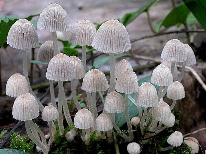 Гриб-навозник (копринус): фото и описание, особенности приготовления, съедобный или нет, выращивание гриба-навозника