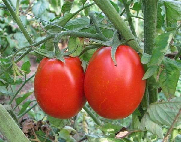 Как сажать томаты по методу кизимы