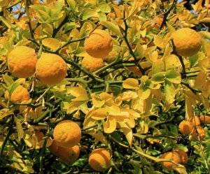 Комнатный лимон: уход в домашних условиях, выращивание, фото, болезни, цветение, размножение
