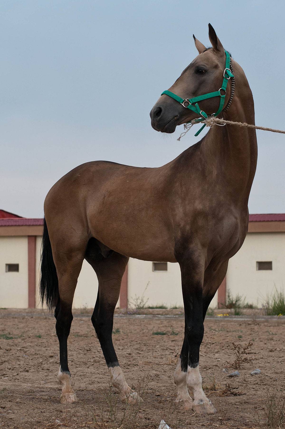Масти лошадей (49 фото): черный и серый, рыжий и коричневый, изабелловый и другие варианты окраса