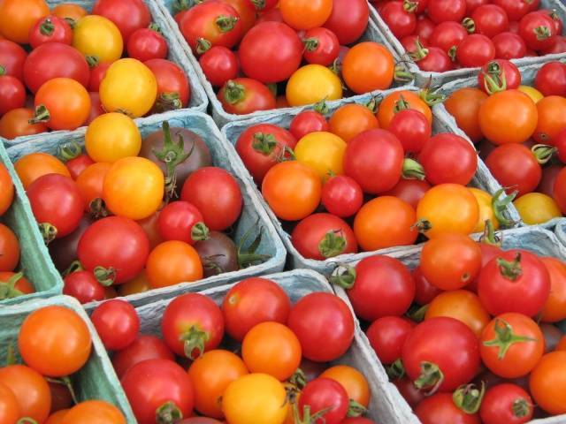 Первая подкормка рассады помидоров: когда лучше всего ее проводить, чем удобрять томаты после всходов, как это делать при уходе за овощами в открытом грунте? русский фермер